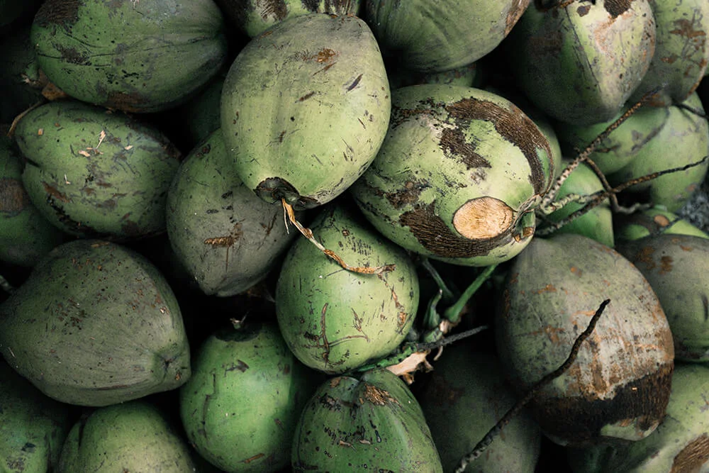 photo of coconut fruits